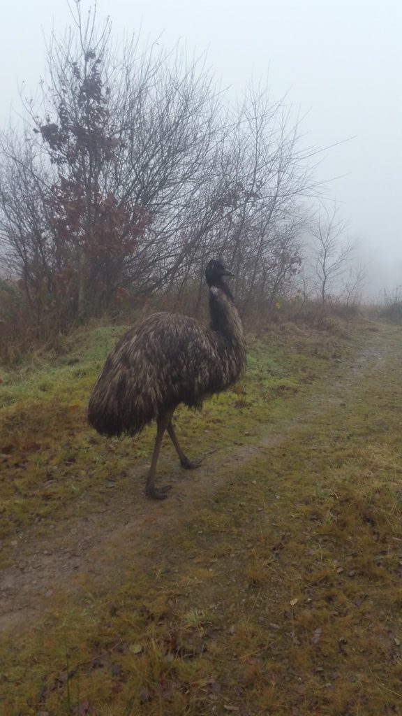 Emu On The Park!